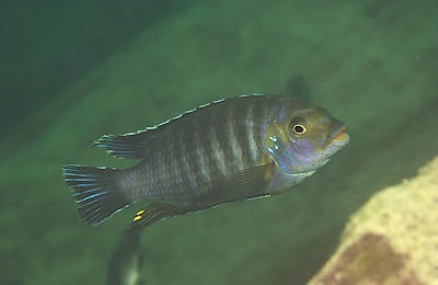Petrotilapia chrysos 'Chinyankwazi Island'